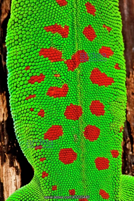 : Giant Day Gecko, Phelsuma madagascariensis : Giant Day Gecko, Phelsuma madagascariensis