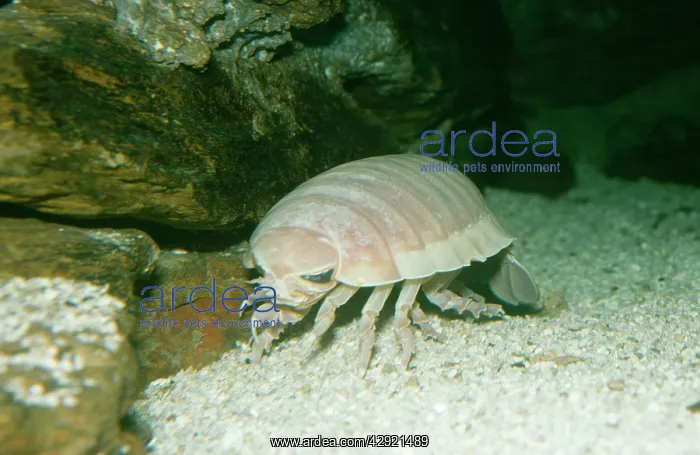 : Giant deep sea Isopod : Giant deep sea Isopod