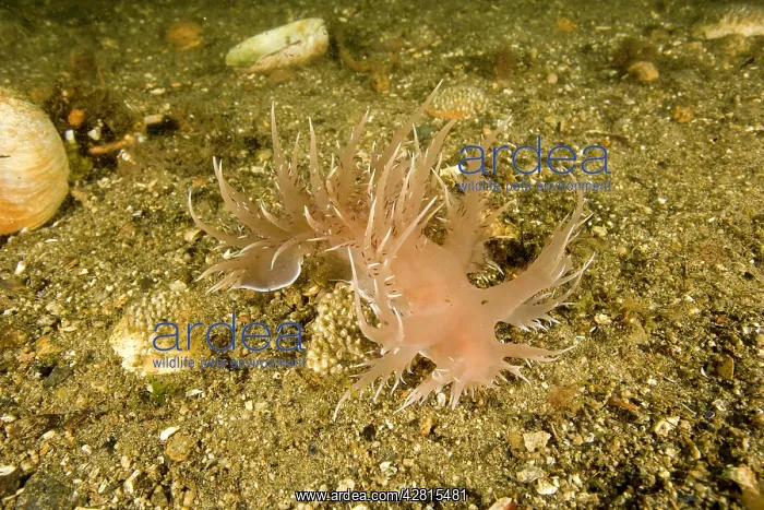  : Giant dendronotid nudibranch Dendronotus iris Vancouver Isla