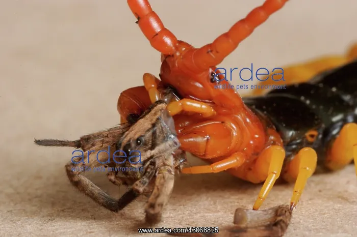 : Giant Desert Centipede : Giant Desert Centipede
