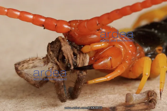 : Giant Desert Centipede : Giant Desert Centipede