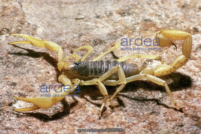  : Giant Desert Hairy Scorpion