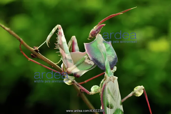 : Giant Devil's Flower Mantis : Giant Devil's Flower Mantis