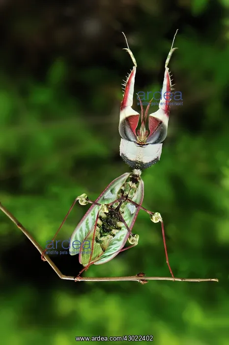 : Giant Devil's Flower Mantis : Giant Devil's Flower Mantis
