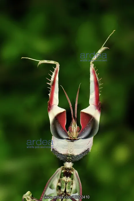 : Giant Devil's Flower Mantis : Giant Devil's Flower Mantis