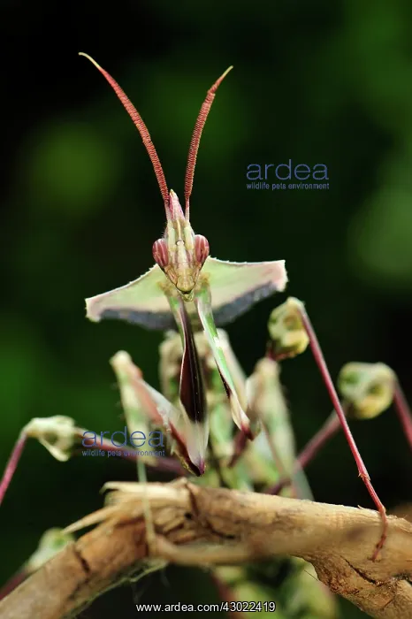 : Giant Devil's Flower Mantis : Giant Devil's Flower Mantis