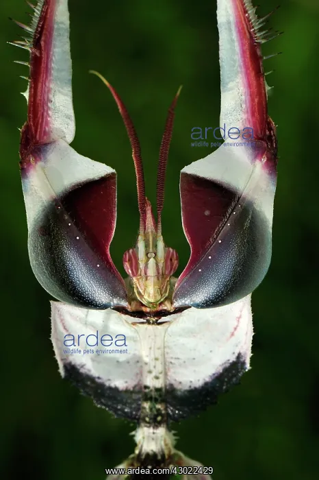 : Giant Devil's Flower Mantis : Giant Devil's Flower Mantis