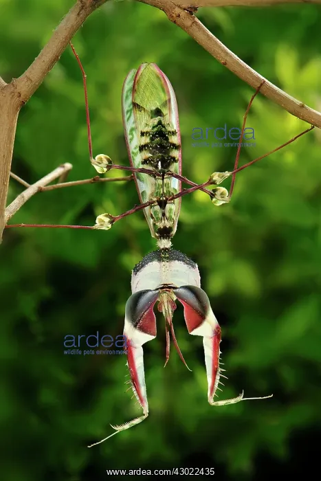 : Giant Devil's Flower Mantis : Giant Devil's Flower Mantis