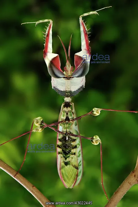 : Giant Devil's Flower Mantis : Giant Devil's Flower Mantis