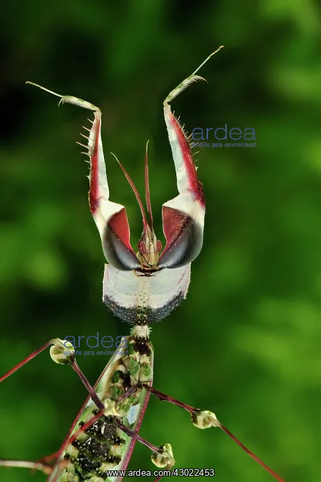 : Giant Devil's Flower Mantis : Giant Devil's Flower Mantis