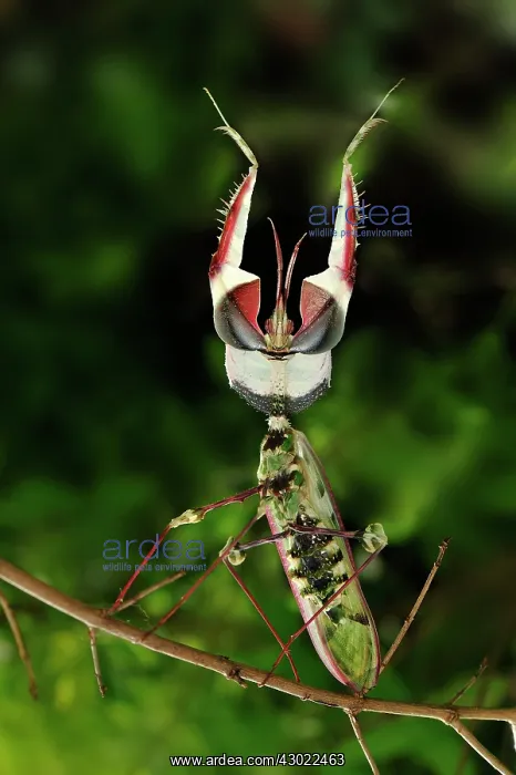 : Giant Devil's Flower Mantis : Giant Devil's Flower Mantis
