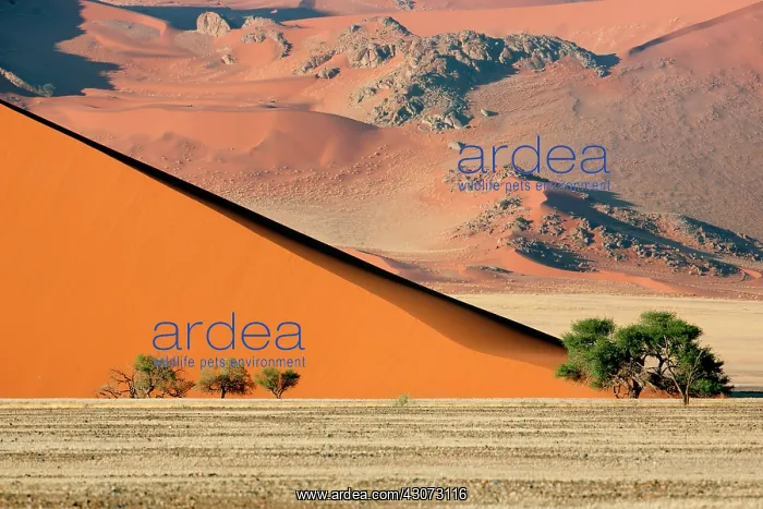 : Giant dune, mountain and Acacias at sunrise, Namib : Giant dune, mountain and Acacias at sunrise, Namib