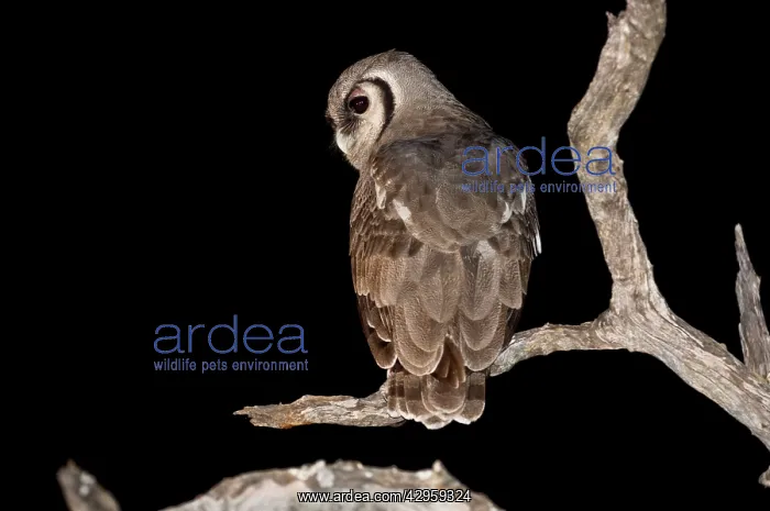 : Giant Eagle Owl - Back view sitting on branch : Giant Eagle Owl - Back view sitting on branch