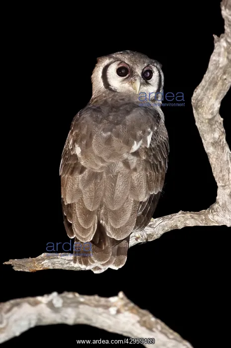 : Giant Eagle Owl - Back view sitting on branch looking : Giant Eagle Owl - Back view sitting on branch looking