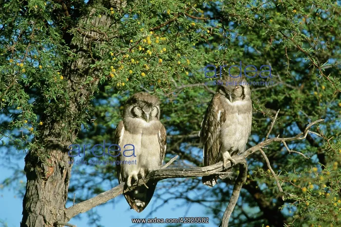 : Giant Eagle OWL - x2 perched on branch, in tree : Giant Eagle OWL - x2 perched on branch, in tree