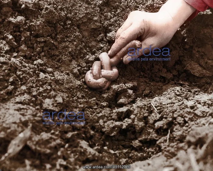 : Giant Earthworm : Giant Earthworm