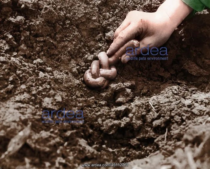 : Giant Earthworm : Giant Earthworm