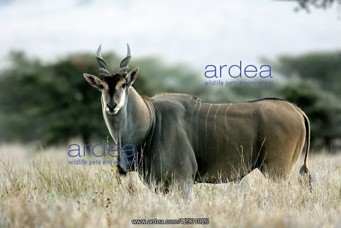  : Giant Eland