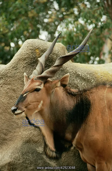 : Giant Eland - male, close-up of head : Giant Eland - male, close-up of head