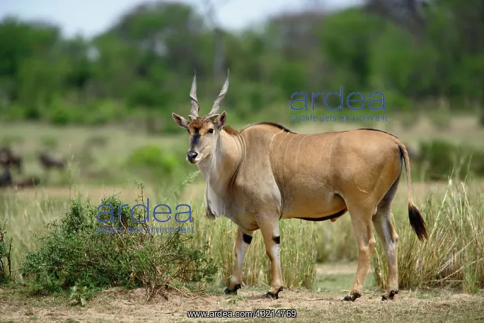 : Giant Eland, Taurotragus derbianus, Serengeti : Giant Eland, Taurotragus derbianus, Serengeti