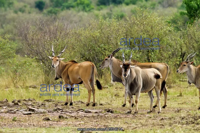 : Giant Elands : Giant Elands