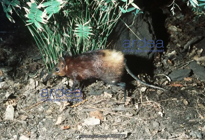 : Giant Elephant SHREW : Giant Elephant SHREW