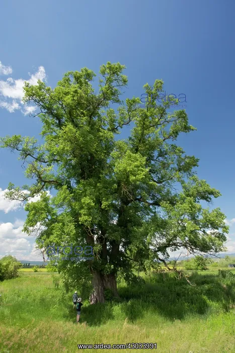: Giant Elm Tree 35 metres (106 feet) high with a : Giant Elm Tree 35 metres (106 feet) high with a