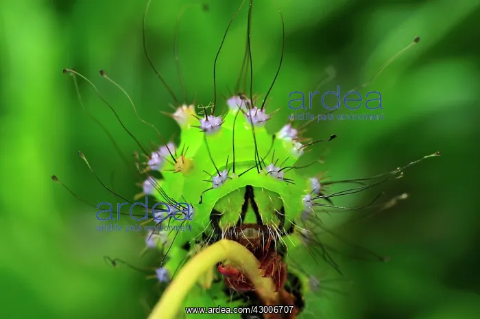 : Giant Emperor Moth Great Peacock Moth largest European : Giant Emperor Moth Great Peacock Moth largest European