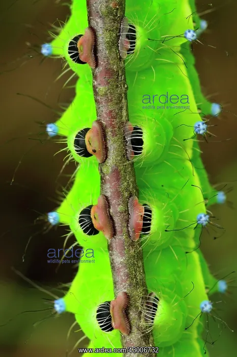 : Giant Emperor Moth Great Peacock Moth largest European : Giant Emperor Moth Great Peacock Moth largest European