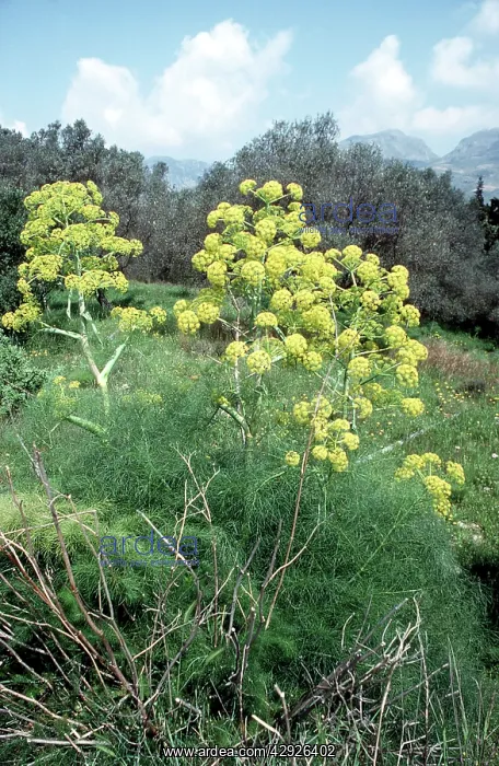  : GIANT FENNEL