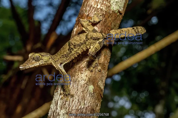 : Giant flat-tailed gecko (Uroplatus cf. giganteus) : Giant flat-tailed gecko (Uroplatus cf. giganteus)