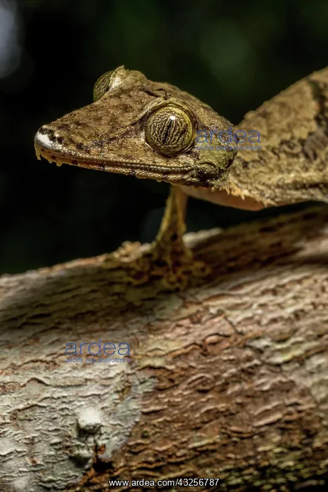 : Giant flat-tailed gecko (Uroplatus cf. giganteus) : Giant flat-tailed gecko (Uroplatus cf. giganteus)