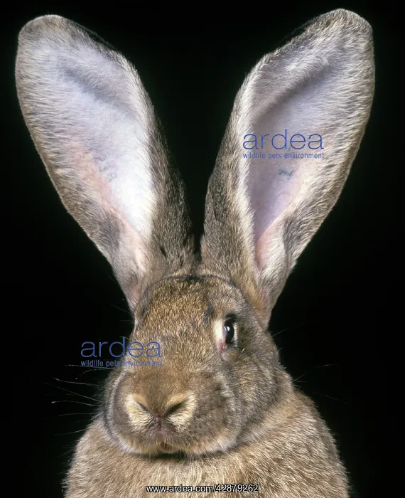 : Giant Flemish Rabbit - close-up of head & ears : Giant Flemish Rabbit - close-up of head & ears