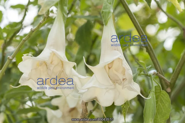 : Two giant flowers of Angel's trumpet (Brugmansia candid : Two giant flowers of Angel's trumpet (Brugmansia candid