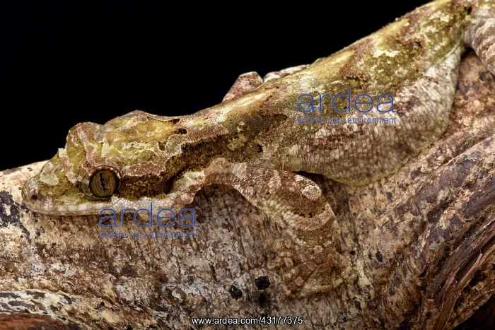: Giant flying gecko (Ptychozoon lionotum) : Giant flying gecko (Ptychozoon lionotum)