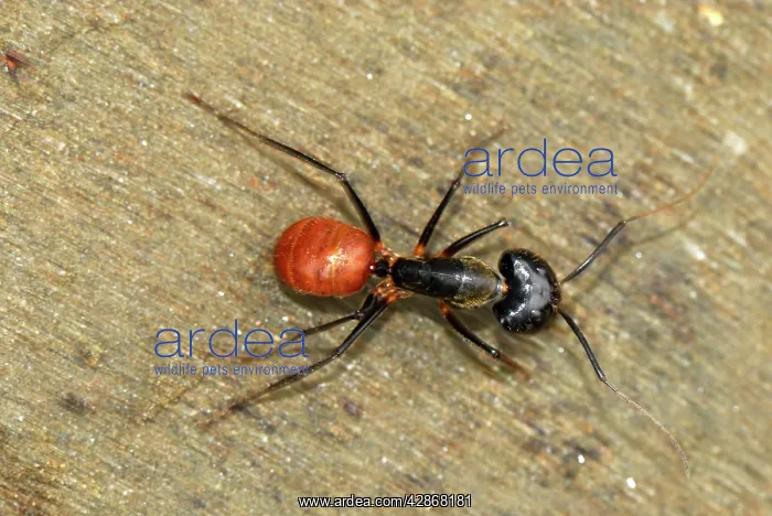 : Giant Forest Ant : Giant Forest Ant