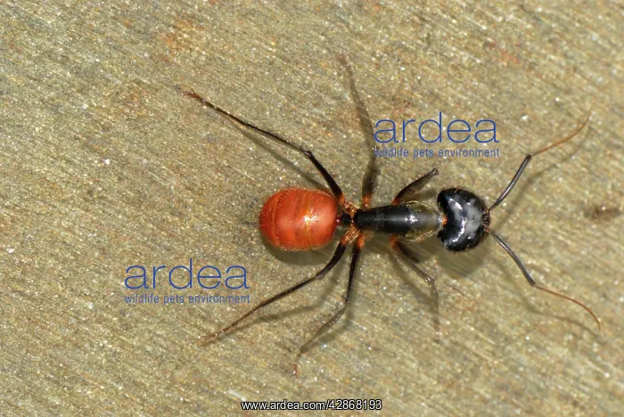 : Giant Forest Ant : Giant Forest Ant