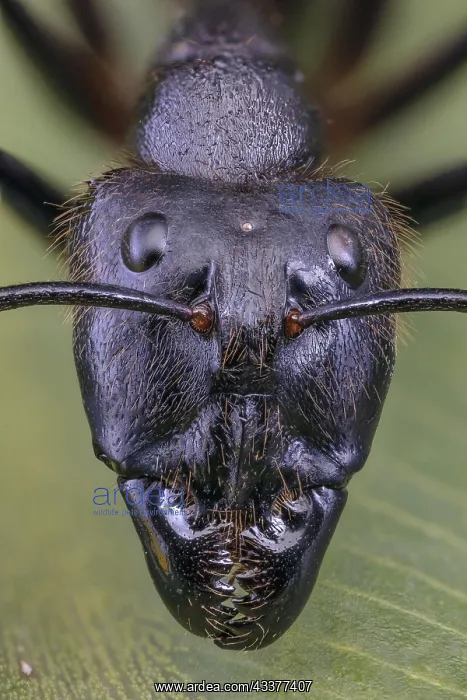: Giant Forest Ant (Camponotus gigas), Borneo Largest : Giant Forest Ant (Camponotus gigas), Borneo Largest