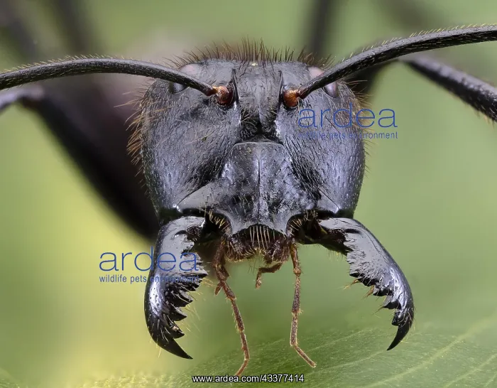 : Giant Forest Ant (Camponotus gigas), Borneo Largest : Giant Forest Ant (Camponotus gigas), Borneo Largest