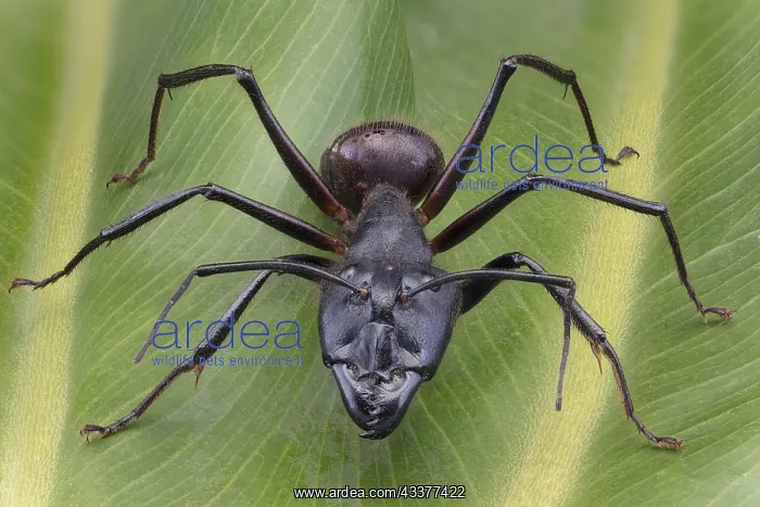 : Giant Forest Ant (Camponotus gigas), Borneo Largest : Giant Forest Ant (Camponotus gigas), Borneo Largest