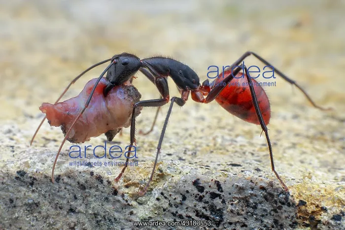 : Giant forest ant (Dinomyrmex gigas) carrying food : Giant forest ant (Dinomyrmex gigas) carrying food