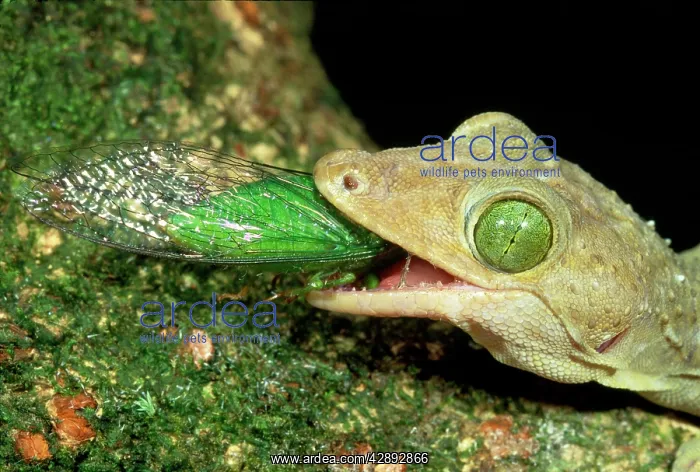 : Giant Forest Gecko - eating Green Cicada : Giant Forest Gecko - eating Green Cicada