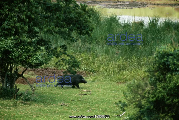 : GIANT FOREST HOG : GIANT FOREST HOG