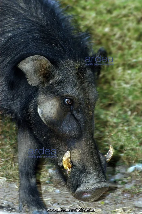 : Giant Forest Hog : Giant Forest Hog