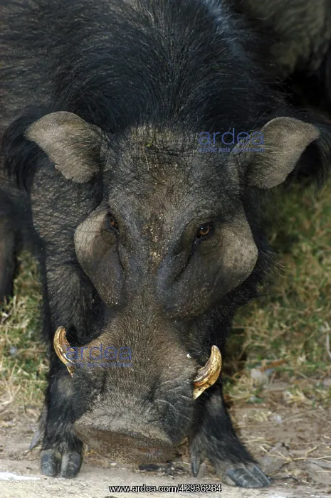  : Giant Forest Hog