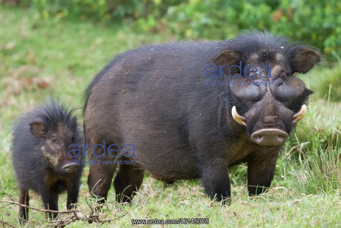 : Giant Forest Hog : Giant Forest Hog