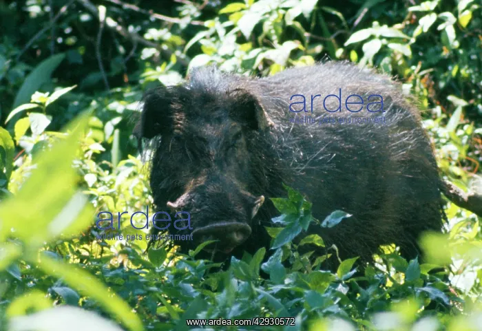 : Giant Forest Hog - in vegetation : Giant Forest Hog - in vegetation