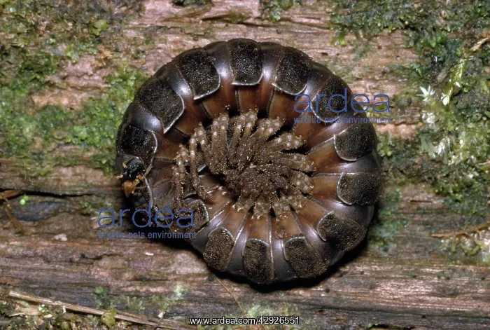 : Giant Forest Millipede - Curled up : Giant Forest Millipede - Curled up