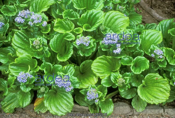 : Giant FORGET-ME-NOT - in flower : Giant FORGET-ME-NOT - in flower