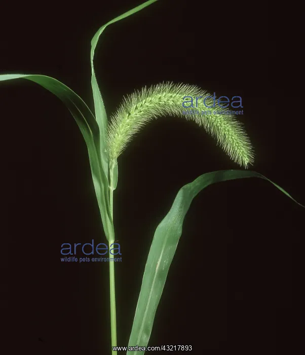 : Giant foxtail : Giant foxtail